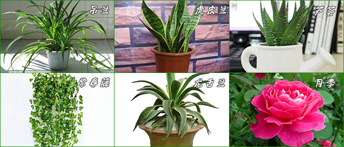 净化空气的植物排行榜